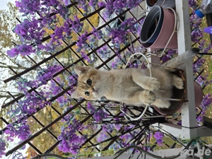 Reinrassige Bkh katzen