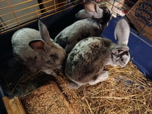 Helle großsilber Kaninchen (reinrassig) zu verkaufen!  Bild 2
