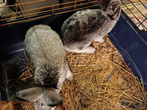 Helle großsilber Kaninchen (reinrassig) zu verkaufen!  Bild 3