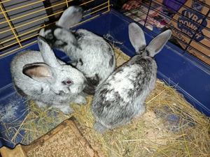 Helle großsilber Kaninchen (reinrassig) zu verkaufen!  Bild 5
