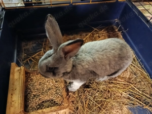 Helle großsilber Kaninchen (reinrassig) zu verkaufen!  Bild 4