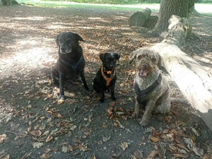 Gassiservice Pfotenrudel mit Herz und Verstand 