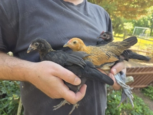 1.2 Moderne Englische Zwergkämpfer Bartzwerge Mix Hennen Hühner