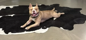 American Bully Standard Red Nose