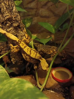 Kronengecko adultes Weibchen