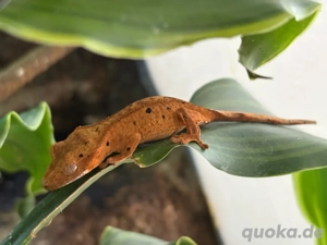 Kronengecko Nachzucht 