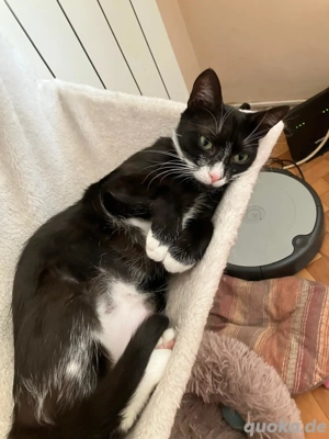 Verschmuste süße Katze Wohnungskatze sucht Zuhause Tierschutz