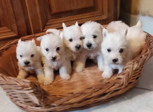 Zuckersüße West Highland White Terrier Welpen-Rüden, Westie Welpen 