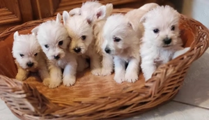 Zuckersüße West Highland White Terrier Welpen-Weibchen und Rüden, Westie Welpen 