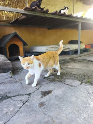 hübsche Katze Trina sucht ein Zuhause als Einzelprinzessin Bild 3