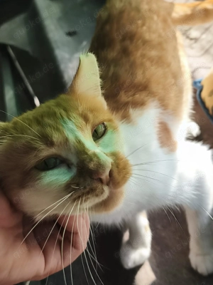 hübsche Katze Trina sucht ein Zuhause als Einzelprinzessin Bild 4