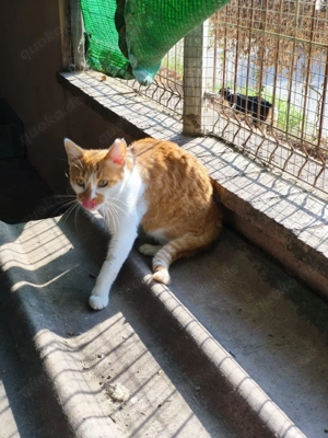 hübsche Katze Trina sucht ein Zuhause als Einzelprinzessin Bild 2