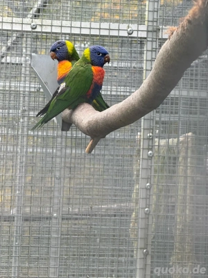 junge gebirgslori Bild 2