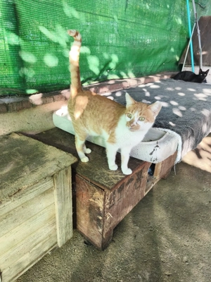 hübsche Katze Trina sucht ein Zuhause als Einzelprinzessin Bild 5