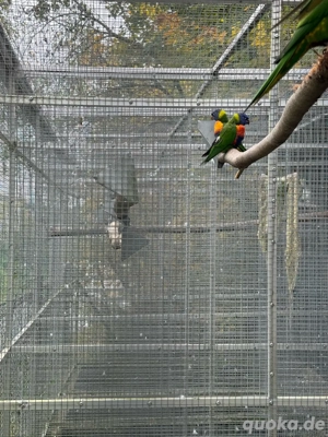 junge gebirgslori Bild 4