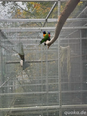 junge gebirgslori Bild 3