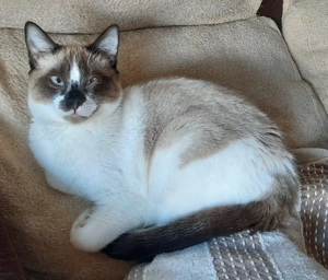 Hübscher, verschmuster junger Kater Sami sucht ein schönes Zuhause Bild 3