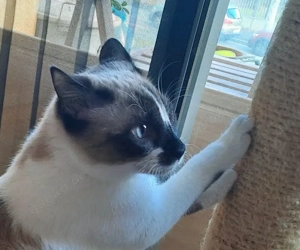 Hübscher, verschmuster junger Kater Sami sucht ein schönes Zuhause Bild 4