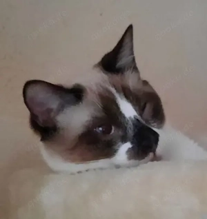 Hübscher, verschmuster junger Kater Sami sucht ein schönes Zuhause