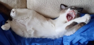 Hübscher, verschmuster junger Kater Sami sucht ein schönes Zuhause Bild 5