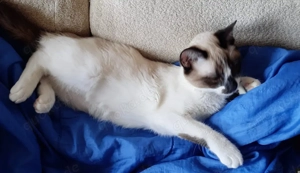 Hübscher, verschmuster junger Kater Sami sucht ein schönes Zuhause Bild 2