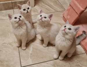 Süße bkh silver shaded Kätzchen abgabebereit