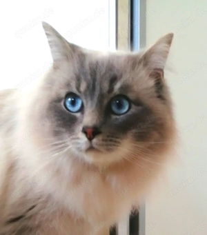 Ragdoll Deckkater blue point lynx 