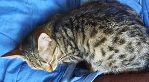 Hübsche junge Katze Mina sucht ein Zuhause mit Artgenossen Bild 3