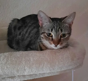 Hübsche junge Katze Mina sucht ein Zuhause mit Artgenossen