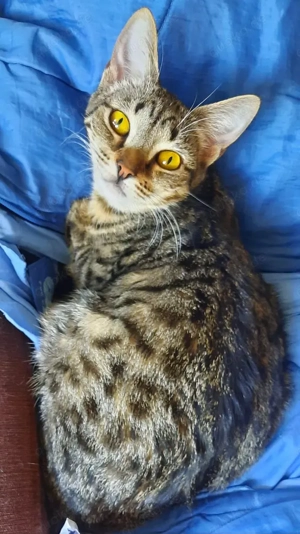 Hübsche junge Katze Mina sucht ein Zuhause mit Artgenossen Bild 2