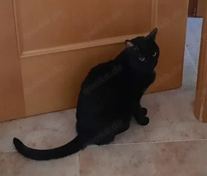 lieber junger Kater Nilo sucht ein schönes Zuhause Bild 2
