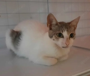 Kleine süße Katze Susi sucht ein schönes Zuhause Bild 2