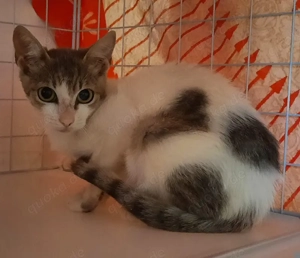 Kleine süße Katze Susi sucht ein schönes Zuhause