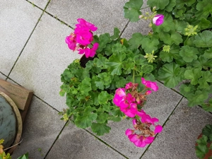 4 Töpfe mit wunderschönen mehrjährigen Geranien
