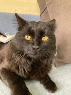 anhänglicher, gesprächiger Kater Spooky hat einen unglaublich tollen Charakter