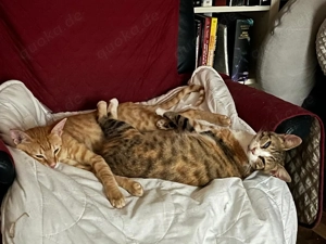 Sissy & Max   verschmustes Katzenpaar sucht Zuhause (Olching bei München)