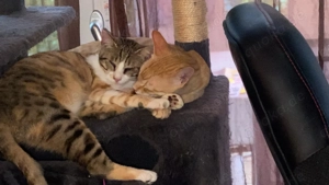 Sissy & Max   verschmustes Katzenpaar sucht Zuhause (Olching bei München) Bild 2