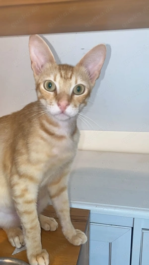 Sissy & Max   verschmustes Katzenpaar sucht Zuhause (Olching bei München) Bild 4