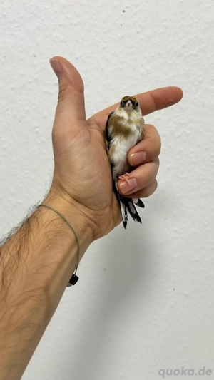 Stieglitz Parva Mutation 2025