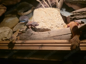 Leopardgeckos mit Terrarium
