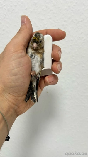 Stieglitz Tschussi Mutation 2025