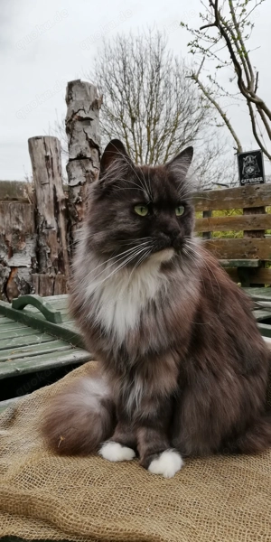Maine Coon Kater Aramis 5Jahre alt