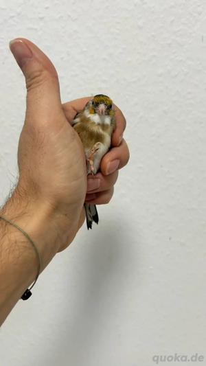 Stieglitz Henne Weiskehle 2025