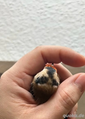 Stieglitz Hahn Tschussi 2024 Bild 5