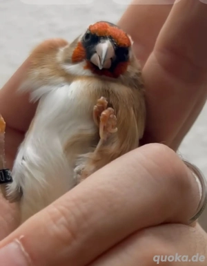 Stieglitz Hahn Tschussi 2024 Bild 2