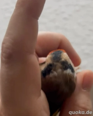 Stieglitz Hahn Tschussi 2024 Bild 3