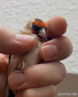 Stieglitz Hahn Tschussi 2024 Bild 4