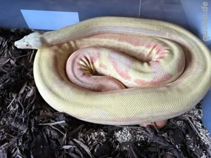 1.1 Boa sunglow motley poss het Blackpahter 