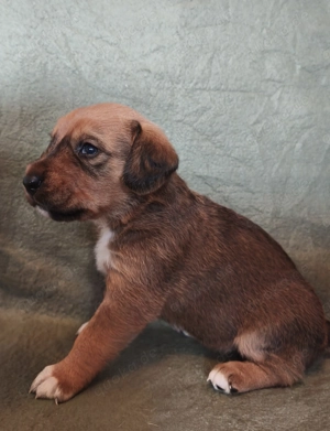 Süße Bracken Welpen suchen ein Zuhause 