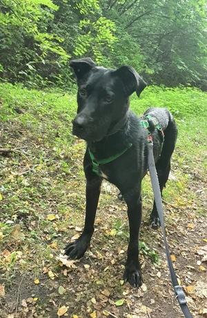 Zeno auf Pflegestelle sucht seine Menschen